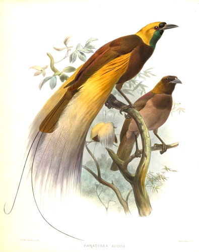 Paradisea Apoda. Plate II.