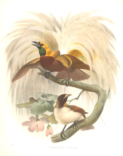 Paradisea Minor. Plate IV.