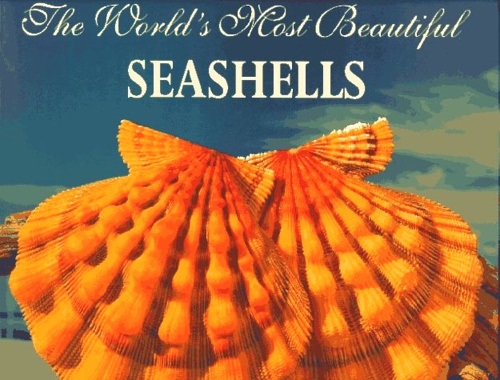 9781884942006-The World's Most Beautiful Seashells.